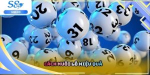 Cách nuôi lô hiệu quả